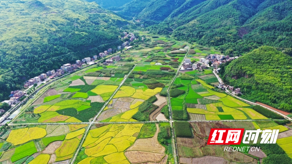 近年来,湖南省新田县利用土地富硒资源优势,大力发展水稻,蔬菜种植